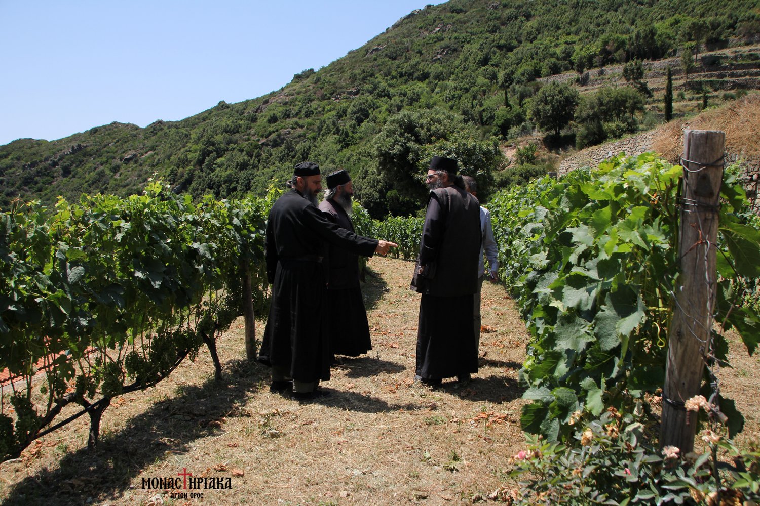 Monks in the vineyard of Simonopetra Monastery.